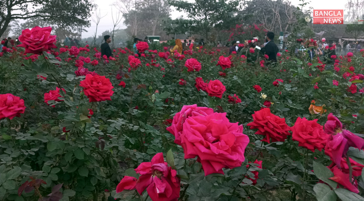 গোলাপ গ্রামের সৌন্দর্য উপভোগ করতে এসেছেন দর্শনার্থীরা।  ছবি: মাহিদুল মাহিদ