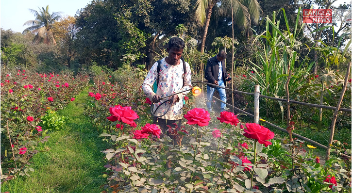 ভালোবাসা দিবসকে সামনে রেখে বাগানের ফুলের যত্ন নিচ্ছেন চাষি।  ছবি: মাহিদুল মাহিদ