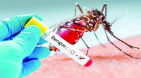 18 dengue patients hospitalised in 24 hours
