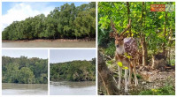 3-month ban on fishing, tourism in Sundarbans begins 