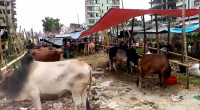No cattle market at Aftabnagar as SC upholds HC order