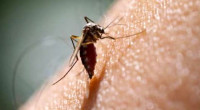 One more dengue patient dies; 59 hospitalized in 24hrs