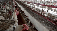 Bird flu spreads to tenth Australian poultry farm