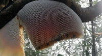 'Sundarbans honey' to be registered as GI product