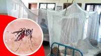 3 more dengue patients die, 801 hospitalized in 24hrs