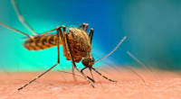 3 dengue patients die, 1,039 hospitalized in 24hrs