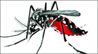 7 dengue patients die, 1,139 hospitalized in 24hrs