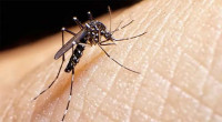 4 dengue patients die, 1,154 hospitalized in 24hrs