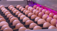 Eggs at affordable prices in Dhaka from Sunday 