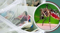 No dengue deaths reported, 373 hospitalized in 24 hours