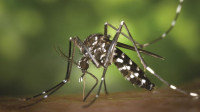 Two die of Dengue, 165 hospitalized nationwide