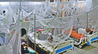 Dengue: 33 hospitalised in 24 hours