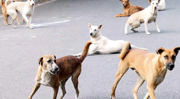 নাসিরনগরে কুকুরের আক্রমণে নারীর মৃত্যু