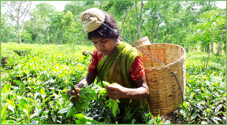 চিরচেনা রূপে হবিগঞ্জের ২৪ চা বাগান