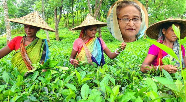 চা শ্রমিকদের সঙ্গে কথা বলবেন প্রধানমন্ত্রী