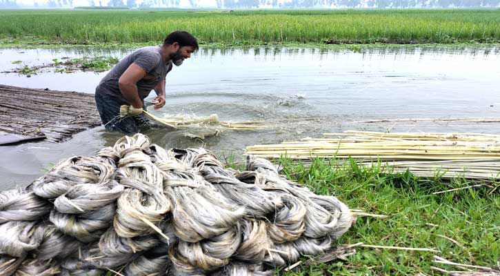 সোনালি আঁশে হাসি ফুটেছে কৃষকের