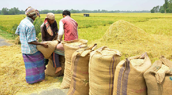 আমন সংগ্রহে লক্ষ্যমাত্রা অর্জন করতে চায় সরকার