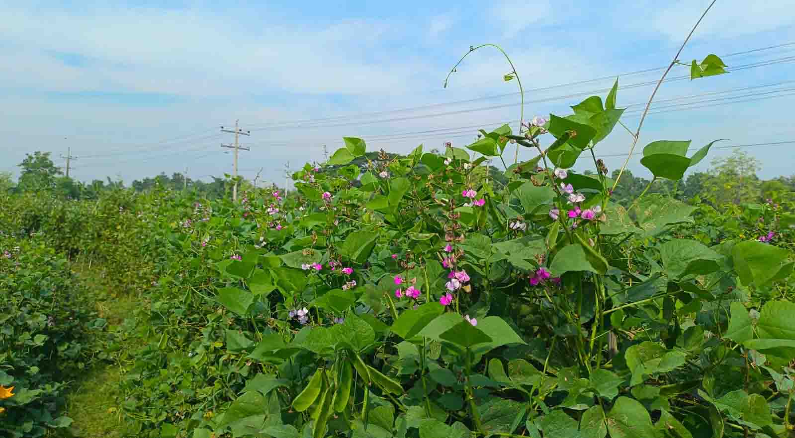 রাজ্যের সব শিম যেন ডুমুরিয়ায়! 