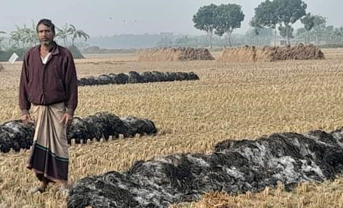 দুর্বৃত্তের আগুনে পুড়ল কৃষকের ধান