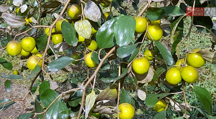 আপেল কুল চাষে দ্বিগুণ লাভবান শরীফ