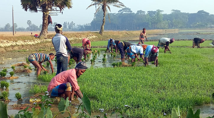 বরগুনায় সংকট দেখিয়ে বেশি দামে বীজ বিক্রির অভিযোগ