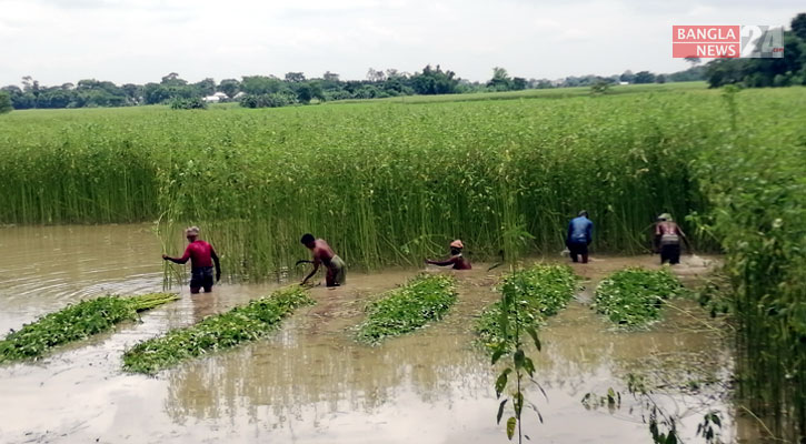 শিবচরে পাটের আবাদ বাড়লেও ফলন কম হওয়ার শঙ্কা