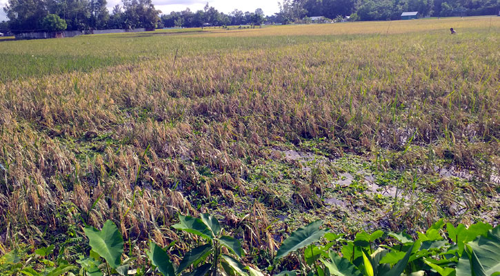 কুমিল্লায় উন্নতির পথে বন্যা পরিস্থিতি, ঘরে ফিরছেন মানুষ 