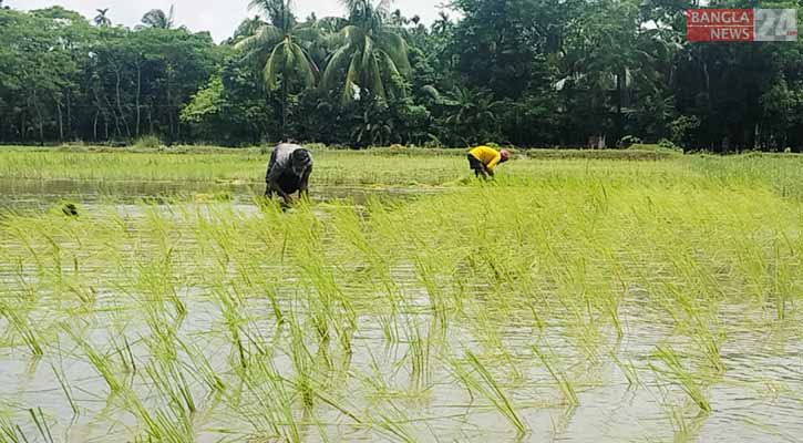 ভোলায় জোয়ারে ক্ষতিগ্রস্ত ২০ হাজার হেক্টর জমির ফসল