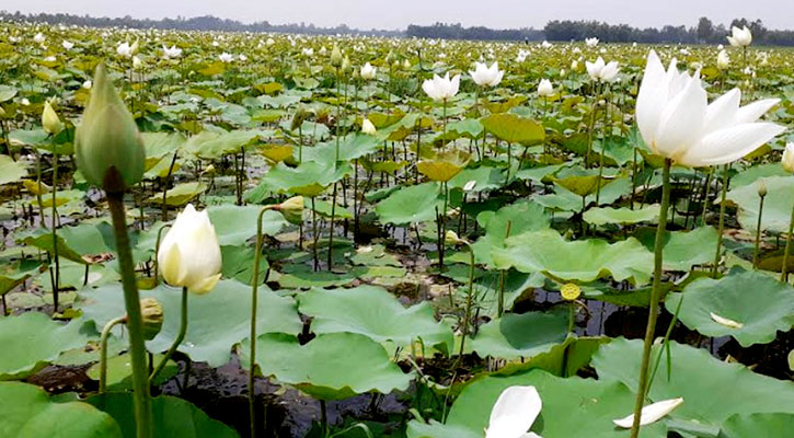 বাফলার বিলে সাদা শাপলার সমারোহ