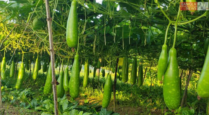 মিশ্র পদ্ধতিতে নাইসগ্রিন লাউ চাষে ইলিয়াসের সফলতা