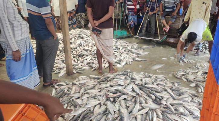 এক ট্রলারে ধরা পড়লো ১০২ মণ ইলিশ, ১৯ লাখ টাকায় বিক্রি