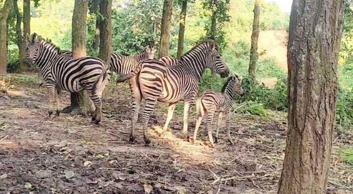 গাজীপুরে সাফারি পার্কে জন্ম নিলো দুই জেব্রা শাবক