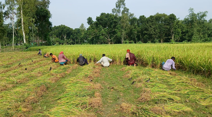 আগাম ধান চাষে বাম্পার ফলন, কৃষকের মুখে হাসি