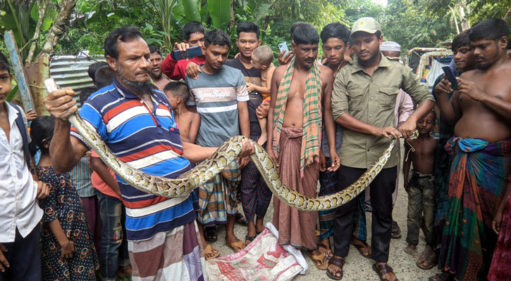 পাথরঘাটায় জালে পেঁচানো অজগর সাপ উদ্ধার