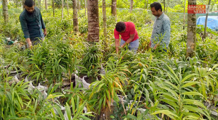 বরিশালে এই প্রথম বস্তায় আদা চাষ, লাভের আশা কৃষকের