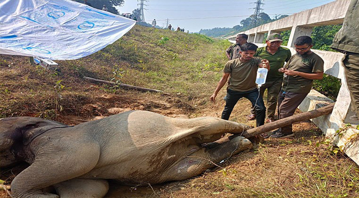 উপদেষ্টার নির্দেশে ট্রেনে আহত হাতির চিকিৎসার ব্যবস্থা করল বনবিভাগ