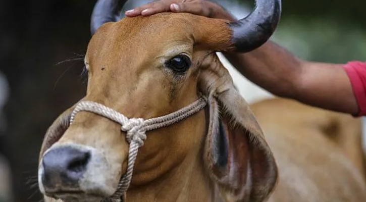 প্রকাশ্যে গরুর মাংস খাওয়া নিষিদ্ধ হলো আসামে