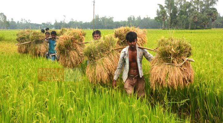 কমেছে কৃষিঋণ বিতরণ, এখনো শুরুই করেনি চার ব্যাংক 