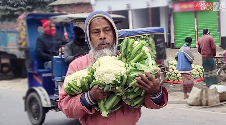 নওগাঁয় ফুলকপির দাম ৫০ পয়সা!