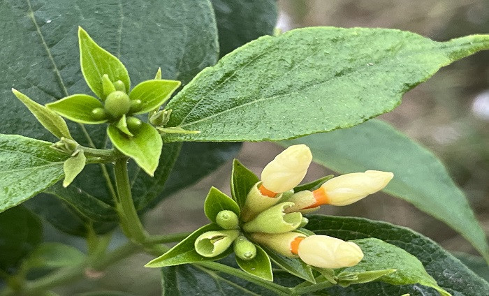 বনো ফুল, রাজধানীর শাহবাগ এলাকা থেকে ছবি তুলেছেন রাজীন চৌধুরী