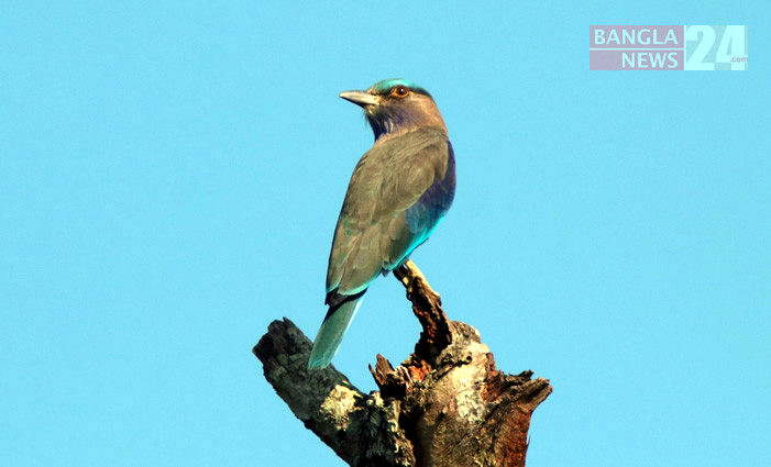 বাগানের টিলাযুক্ত উঁচু গাছে বসে তীব্র সুরে ডেকে থাকে ‘বাংলা-নীলকান্ত’। ছবি: বিশ্বজিৎ ভট্টাচার্য বাপন