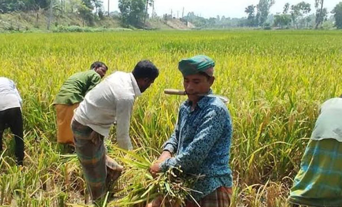 নরসিংদীতে মাঠে মাঠে আগাম আমন ধান কাঁটা ও মাড়াই উৎসব। ছবি: সুজন বর্মণ