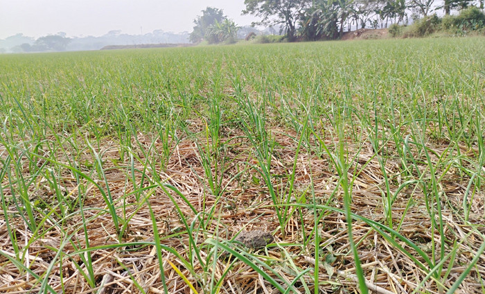 দিগন্তজোড়া ফসলের ক্ষেত। বিঘার পর বিঘা জমিজুড়ে রসুনের চাষ হয়েছে মাদারীপুরের শিবচরের বহেরাতলা এলাকায়। ছবি তুলেছেন ইমতিয়াজ আহমেদ